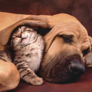 500 DB-OS PUZZLE - KUTYA ÉS CICA Clementoni